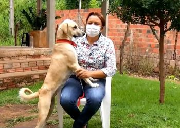 Cadela sobreviveu a tiro na barriga após cirurgia (Foto: TV Verdes Mares/Reprodução)