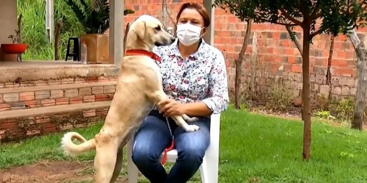 Cadela é baleada em Crato, e sobrevive após cirurgia de retirada de rim e parte do pâncreas