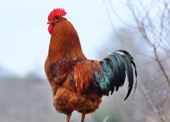 Galo de briga mata dono com faca que estava presa no pé