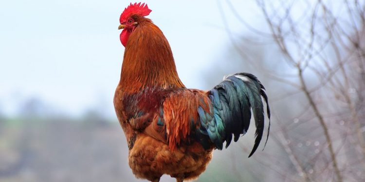 Galo de briga mata dono com faca que estava presa no pé