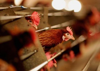 Rússia identifica primeiros casos da cepa H5N8 de gripe aviária em seres humanos