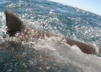 Tubarão quase arranca mão de adolescente e o arrasta por 20m; assista