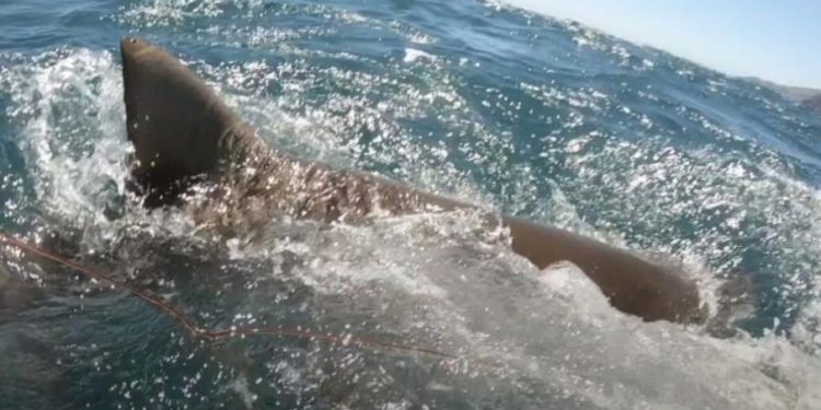 Tubarão quase arranca mão de adolescente e o arrasta por 20m; assista