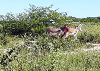 (Foto: Reprodução)