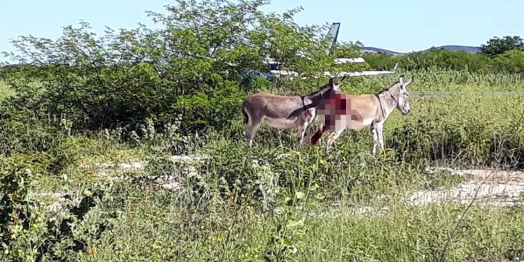 Avião que transportava vacina contra Covid-19 se choca contra jumento