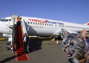 Avião faz pouso de emergência após gato atacar o piloto