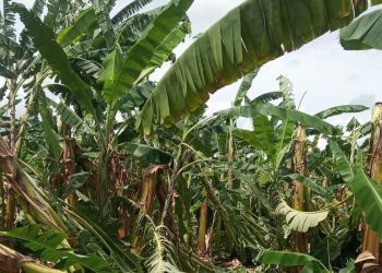 Bananeiras caídas, destruídas pelo vento, na localidade de Barro Alto, zona rural de Iguatu. Após ventania, produtores voltam a campo para corte de pés e cachos de banana (Foto: Wandenberg Belém)