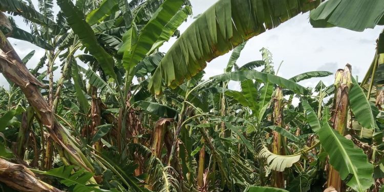 Ventania volta a destruir bananal em Iguatu