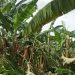 Ventania volta a destruir bananal em Iguatu