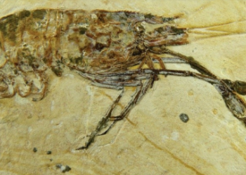 Camarão carídeo Beurlenia araripensis: primeira espécie de camarão fóssil descrita para a Bacia do Araripe