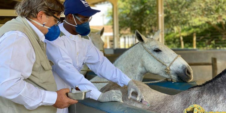 Soro anti-Covid feito a partir do plasma de cavalos em desenvolvimento pelo Instituto Butantan, em São Paulo (Foto: Divulgação)