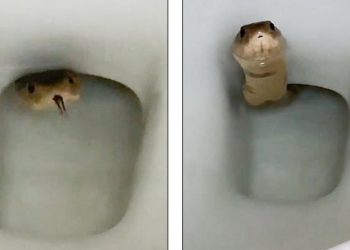 Que susto! Cobra venenosa surge em vaso sanitário; veja o vídeo