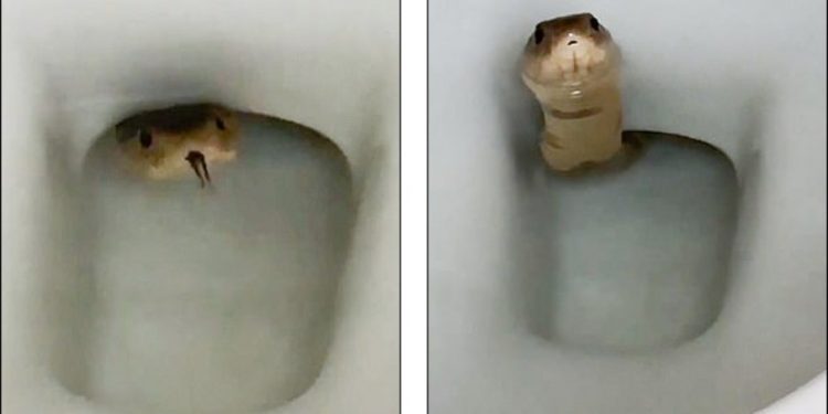 Cobra é avistada em vaso sanitário no Camboja (Foto: Reprodução)