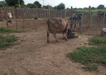 O crime ocorreu por volta das 19 h, em uma via no Conjunto Pedrinhas, em Icó (Foto: Richard Lopes)