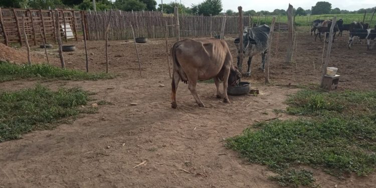 Vaqueiro e agricultor são executados a tiros em Icó