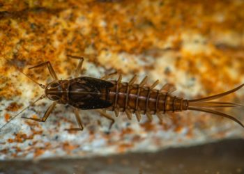 Larva de efêmeras encontrada após escavações na Formação Crato, no Cariri (Foto: Frederico Salles)