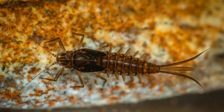 Mortalidade em massa de insetos ocorreu há 120 milhões de anos na Bacia do Araripe, aponta pesquisa