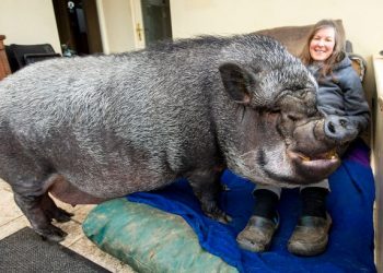 Porco de 130 quilos vendido como ‘micropig’ vive em casa de família; assista