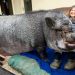 Porco de 130 quilos vendido como ‘micropig’ vive em casa de família; assista
