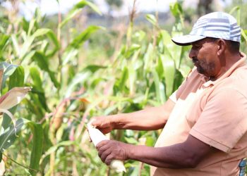 Prefeituras cearenses tem até o dia 15 de maio para aderirem ao Garantia Safra