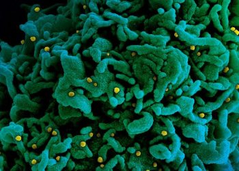 Um dos estudos, contudo, indica que o índice de transmissibilidade (Rt) é 1,35 vez superior na variante B.1.1.7 (Foto: NIAID)