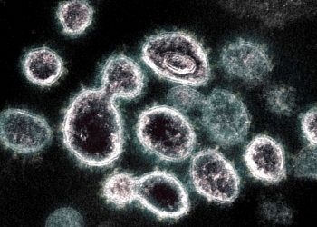 Pesquisadora aponta que surgimento de variantes é natural. O problema é quando isso é acelerado - como acontece com o coronavírus (Foto: National Institute of Allergy and Infectious Diseases/AFP)