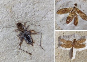 Fósseis achados no Ceará e contrabandeados na Europa são vendidos por até 100 mil euros (Foto: MPCE/Divulgação)