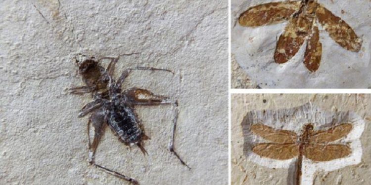 Quase mil fósseis contrabandeados vão ser repatriados da França para a Chapada do Araripe