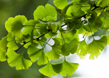 Planta é muito usada, principalmente por idosos
