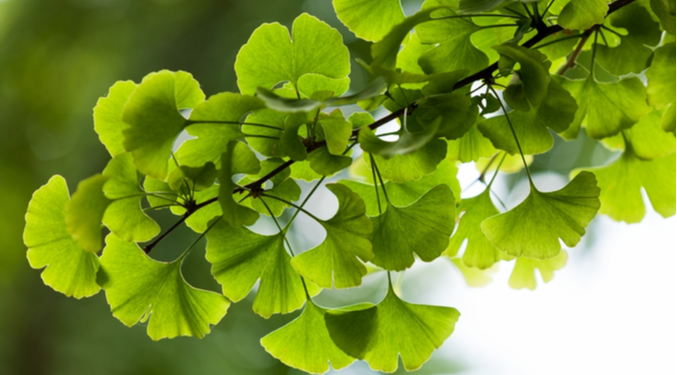 Ginkgo biloba tem poder! Descubra os benefícios da planta