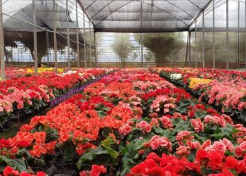 Governo do Ceará desenvolve Centro de Tecnologia em Cultivo Protegido, em Barbalha