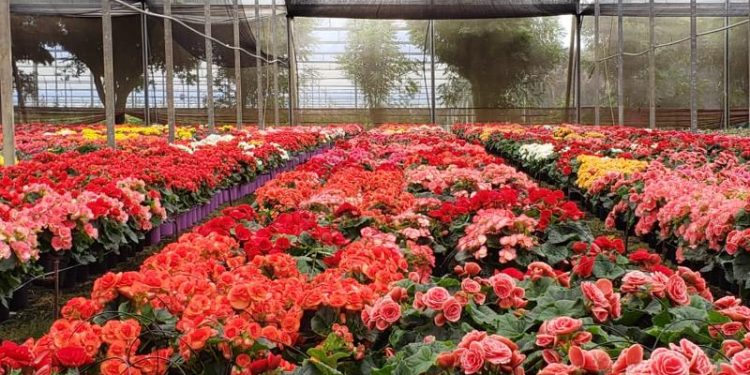 Governo do Ceará desenvolve Centro de Tecnologia em Cultivo Protegido, em Barbalha