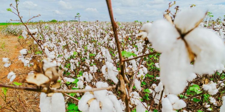Plantio de algodão no Cariri cearense cai 80%