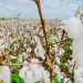 Plantio de algodão no Cariri cearense cai 80%
