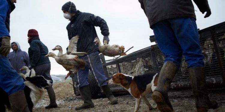 Dois especialistas chineses que identificaram o coronavírus alertam para o risco do vírus da gripe H5N8