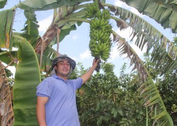 Ferramenta desenvolvida no Ceará permite ampliar produtividade de banana