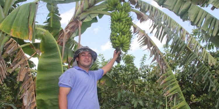 Ferramenta desenvolvida no Ceará permite ampliar produtividade de banana