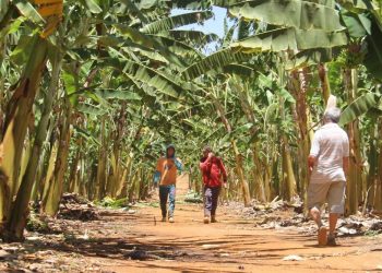 Segundo os pesquisadores, a lignina tem possibilidade de aplicações na indústria alimentícia, na farmacêutica e no setor de produtos que hoje usa derivados de petróleo para fabricação de pesticidas, fertilizantes, polímeros e aditivos para concreto (Foto: Honório Barbosa)