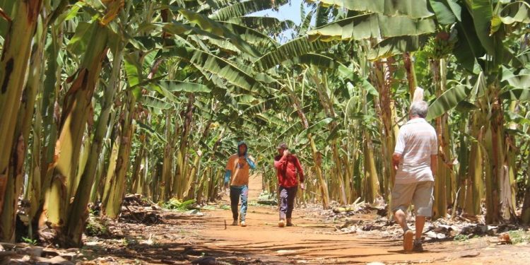 Cearenses estudam uso de casca de banana em embalagens e no lugar de produtos à base de petróleo