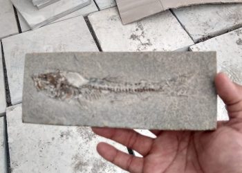 Fóssil de peixe encontrado durante fiscalização policial na região do Cariri, no Ceará (Foto: Divulgação/BPMA)
