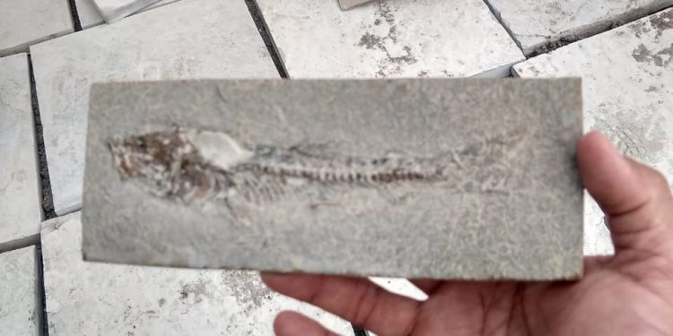 Cinco fósseis são recolhidos em fiscalização policial no Cariri