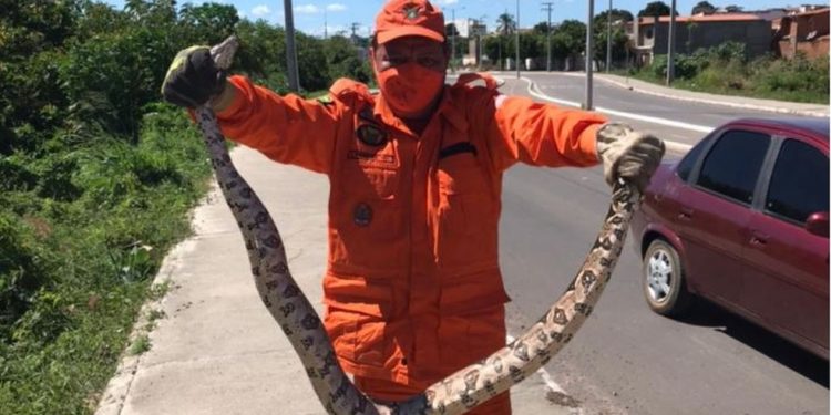 Jiboia de 2 metros é resgatada pelos bombeiros em Missão Velha