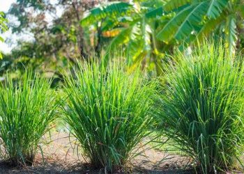 (Foto: pernsanitfoto/iStock)