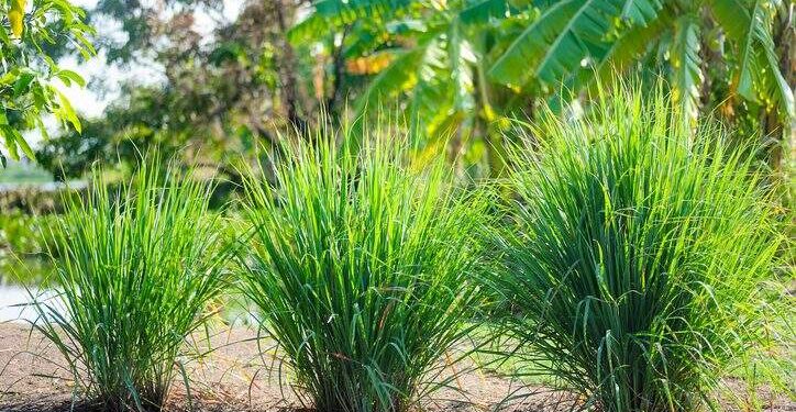 (Foto: pernsanitfoto/iStock)