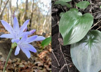 Planta cearense rara volta a ser registrada após mais de 40 anos