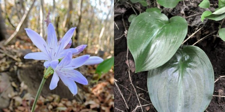 Planta cearense rara volta a ser registrada após mais de 40 anos