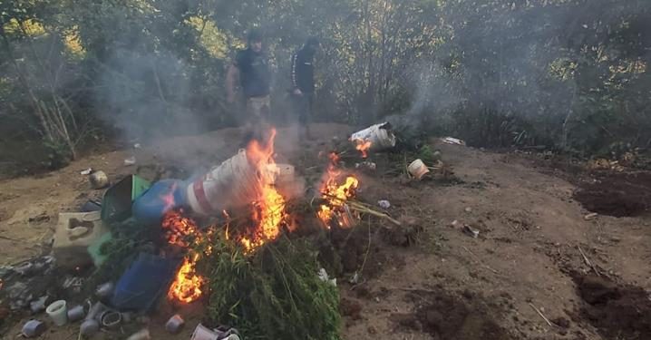 Plantação com 500 pés de maconha é localizada e erradicada pela polícia civil em Caririaçu