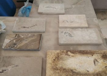 PM apreendeu oito espécies de fósseis em fiscalização de combate à comércio ilegal no interior do CE (Foto: Divulgação/PMCE)