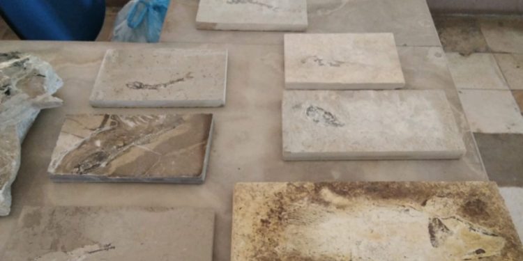 Oito fósseis são recolhidos em pedreiras pela polícia em combate à comercialização ilegal, em Santana do Cariri