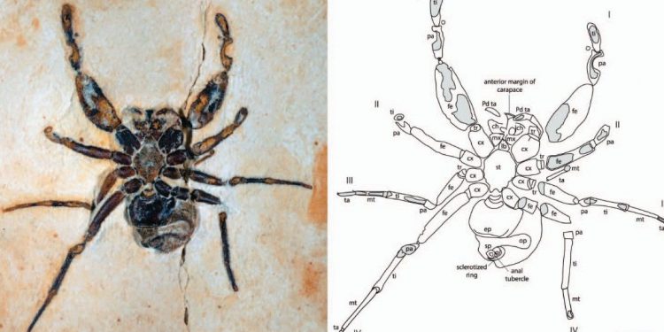 Espécie de aranha fóssil que homenageou Pabllo Vittar pode ter saído irregularmente do Brasil